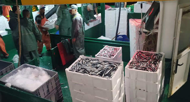 ERDEK KÖRFEZİ'NDE BALIK BEREKETİ