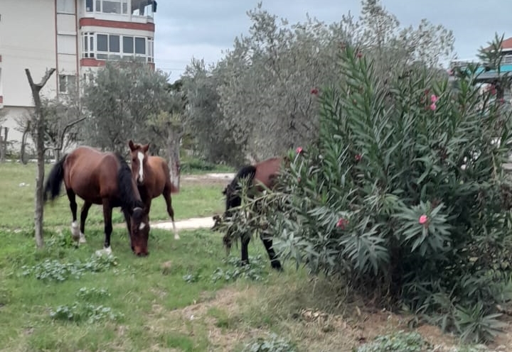 BAŞIBOŞ ATLAR SİTE BAHÇELERİNE GİRİYOR