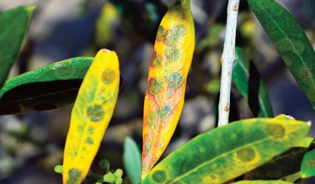 HALKALI LEKEYE DİKKAT!