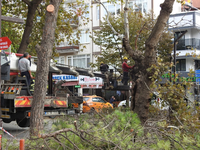 ERDEK'TE ANIT AĞAÇLAR BAKIMA ALINDI