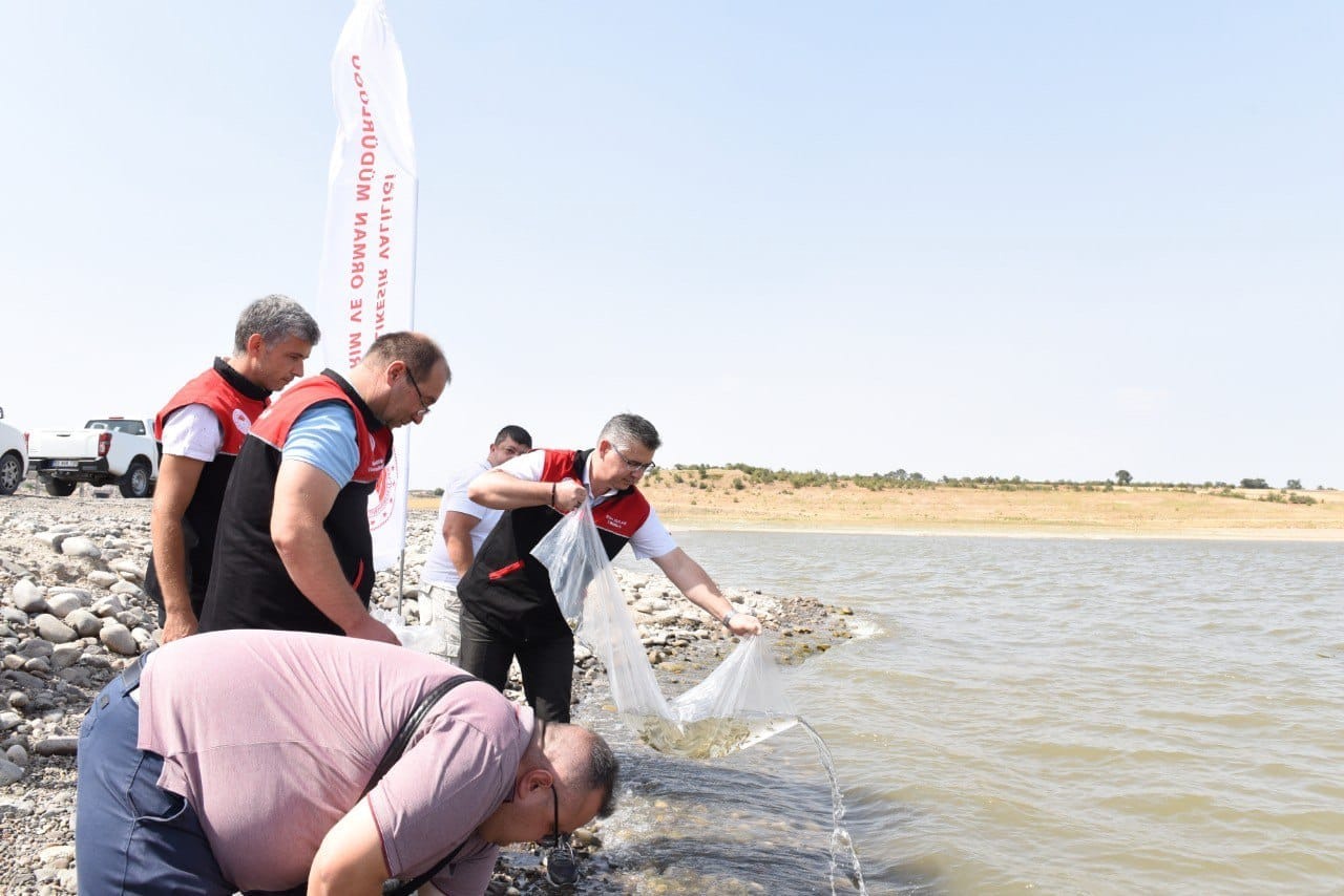 YUKARIYAPICI GÖLETİ'NE 50 BİN ADET SAZAN BALIĞI BIRAKILDI