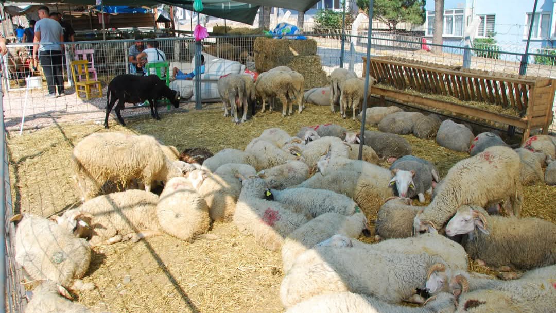 ERDEK'TE KURBAN SATIŞ VE KESİM YERİ İLE KESİM FİYATLARI BELLİ OLDU