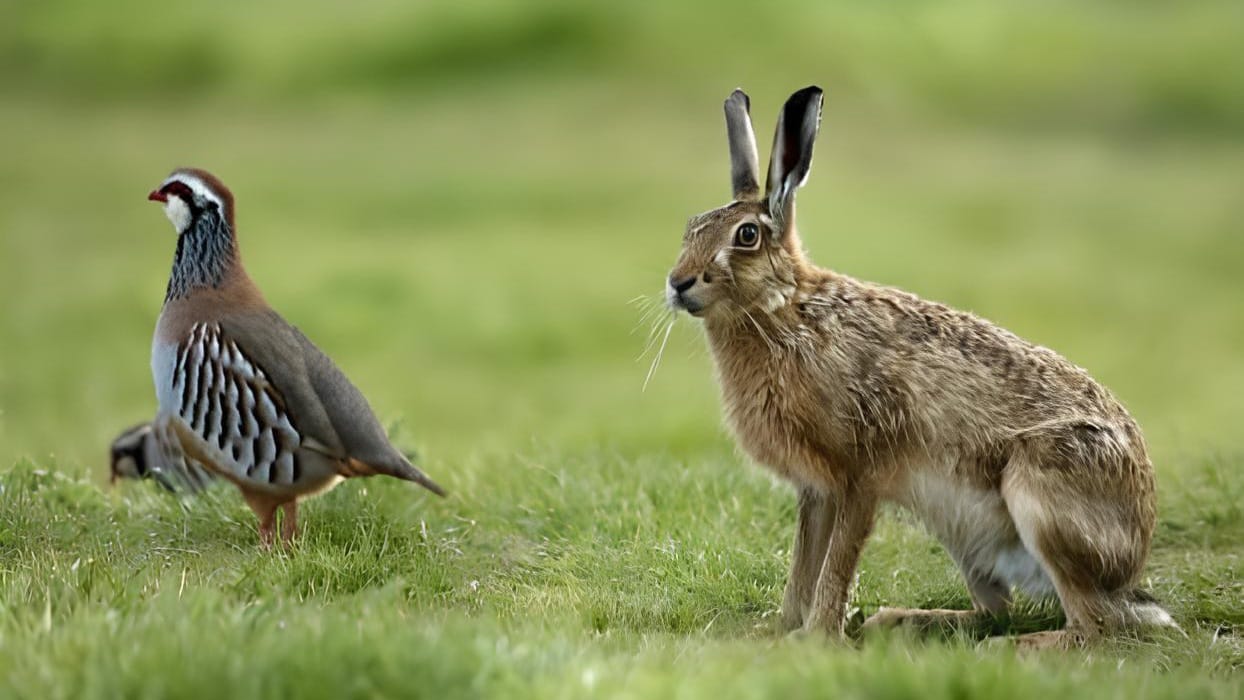 PAŞALİMANI ADASI'NDA KEKLİKLER VE TAVŞANLAR ARTIK ÖZGÜR 