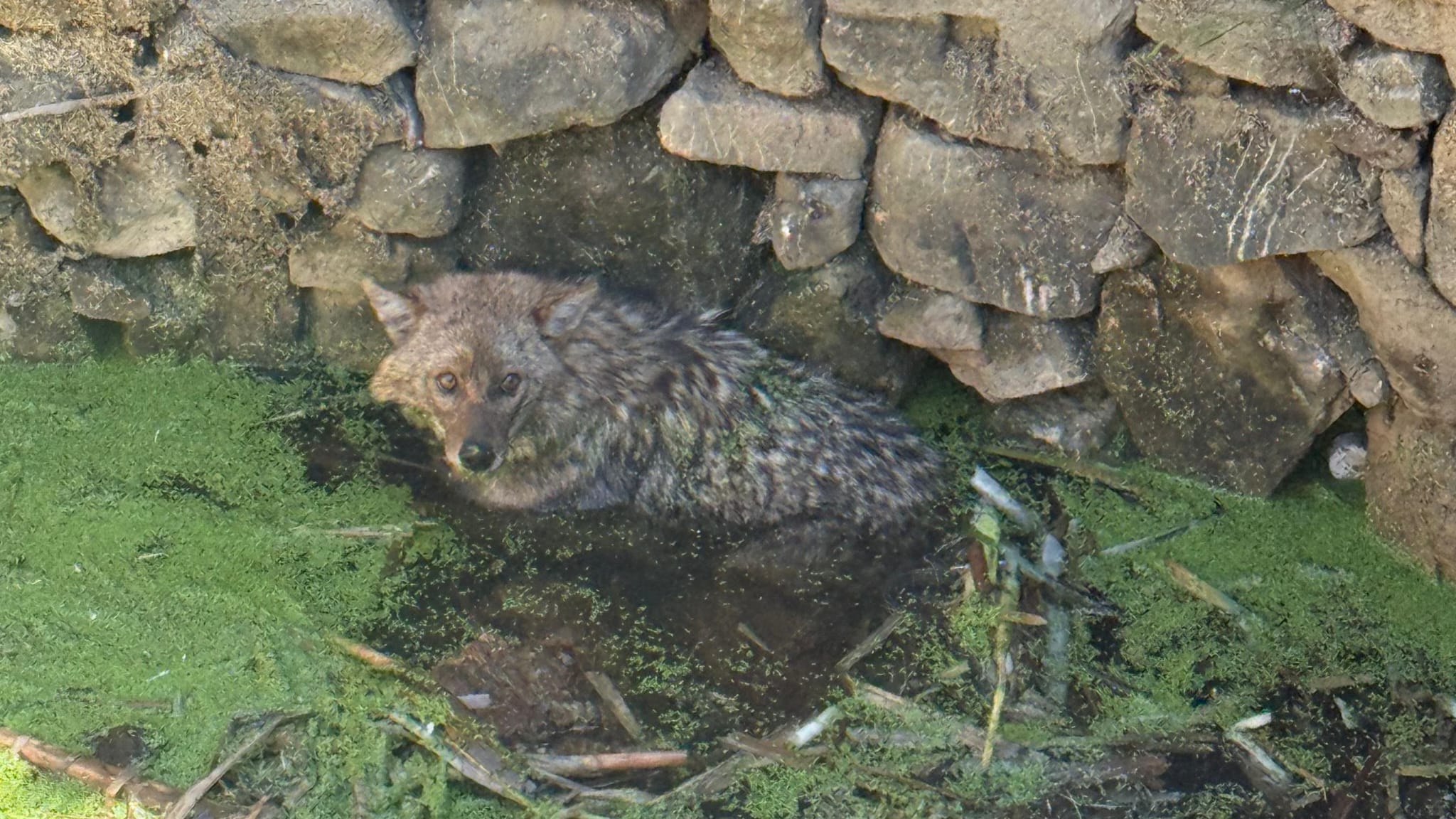 KUYUYA DÜŞEN TİLKİ İTFAİYE TARAFINDAN KURTARILDI 