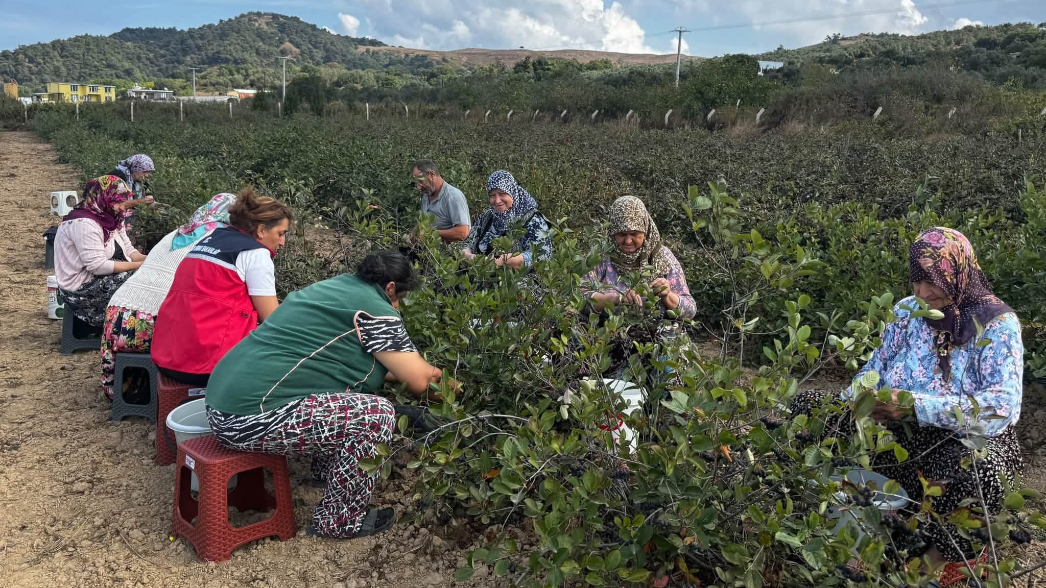 KARŞIYAKA MAHALLESİ'NDE ARONYA HASADI BAŞLADI
