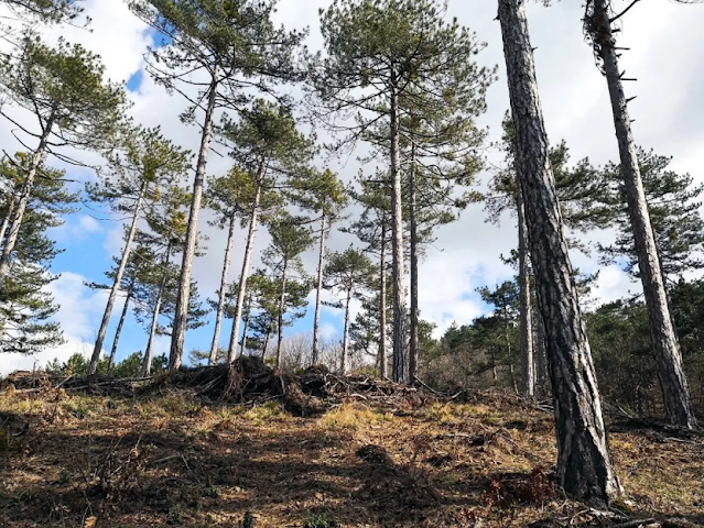 BALIKESİR GENELİNDE ORMANLARA GİRİŞ YASAKLANDI