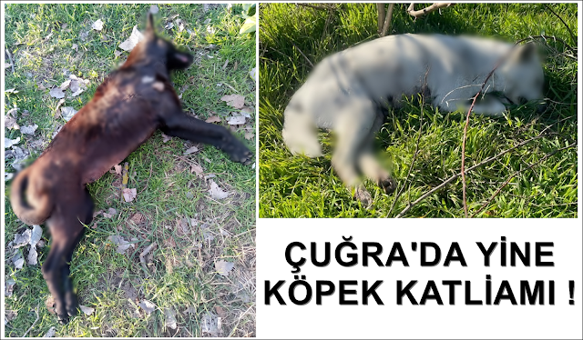 BU CANLARA KİM KIYDI?