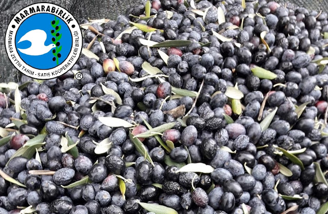 MARMARABİRLİK TÜM ÖDEMELERİNİ BUGÜN YAPACAK